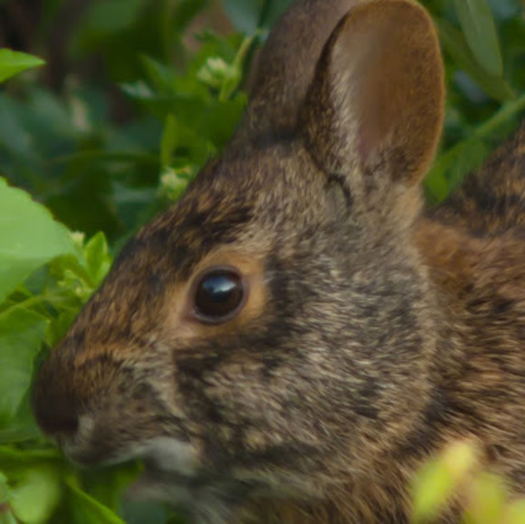 Meet your Posher, Amy - Picture 1 of 1